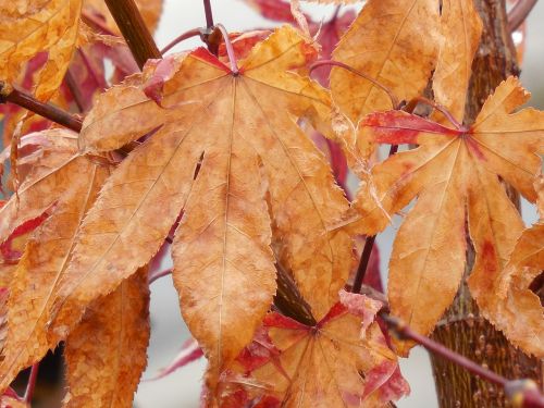 autumn leaves japanese maple autumn