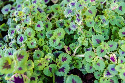 autumn leaves purple leaf purple heart