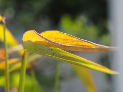 autumn leaves yellow green