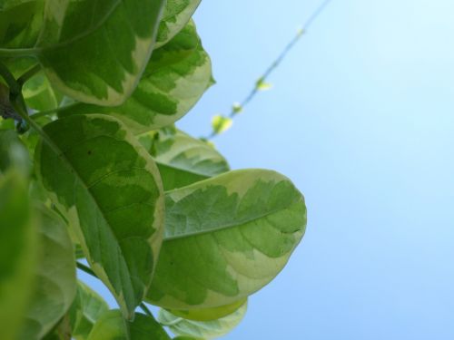 autumn leaves sky green