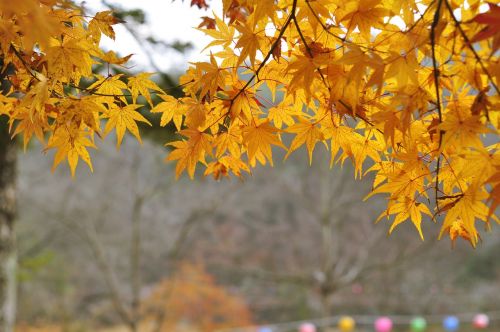 autumn leaves yellow leaves autumn