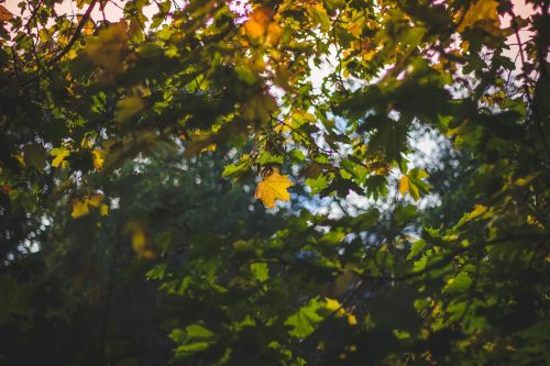 autumn leaves fall foliage