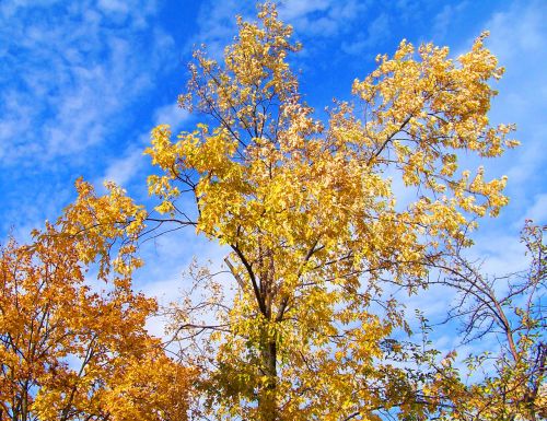 Autumn Leaves