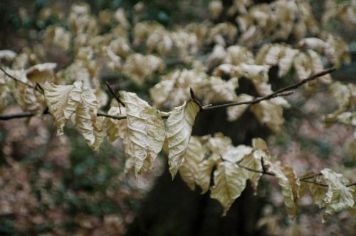 Autumn Leaves