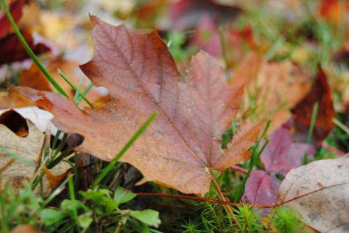 Autumn Leaves