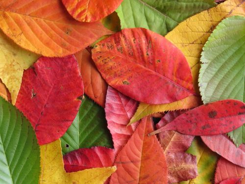 autumn leaves colourful leaves