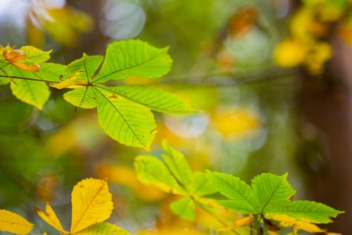 Autumn Leaves