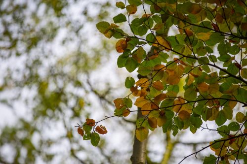 Autumn Leaves