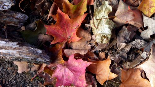 Autumn Leaves