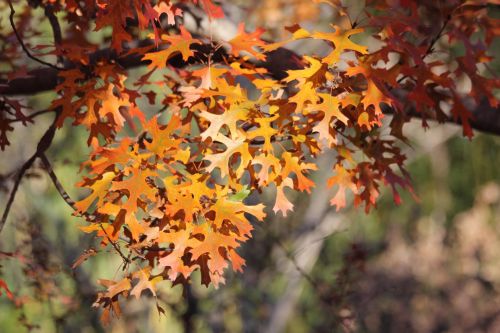 Autumn Leaves