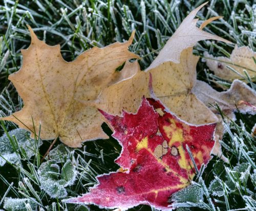 Autumn Leaves