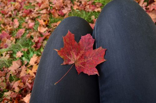 autumn leaves fall maple