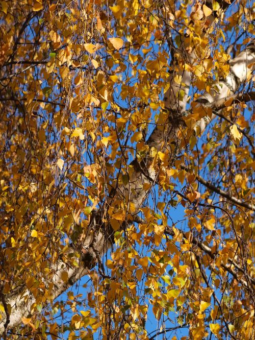 autumn leaves fall colors trees