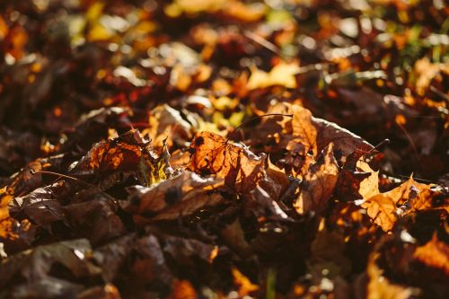 autumn leaves blur close-up