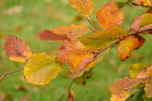 autumn leaves beech fagus