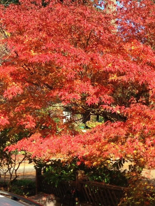 autumn leaves maple tree