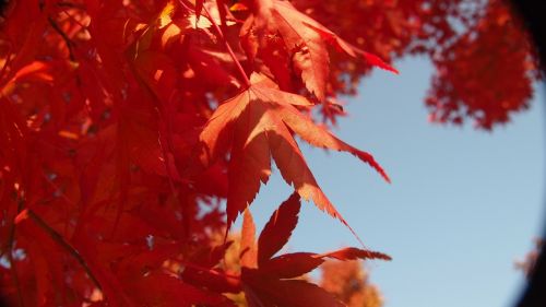 autumn leaves autumn wood