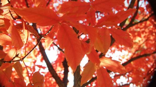 autumn leaves autumn wood