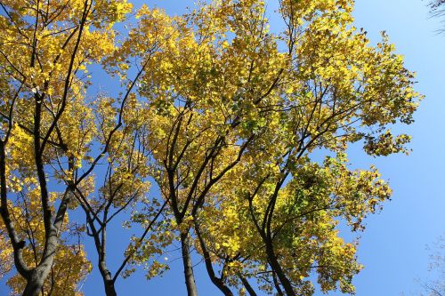 autumn leaves nature sky