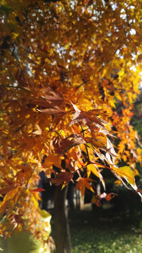 autumn leaves autumn wood