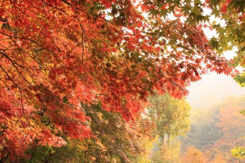 autumn leaves wood autumn