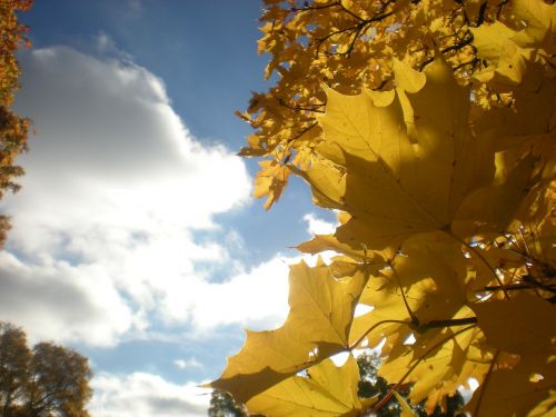 autumn leaves tree cloud