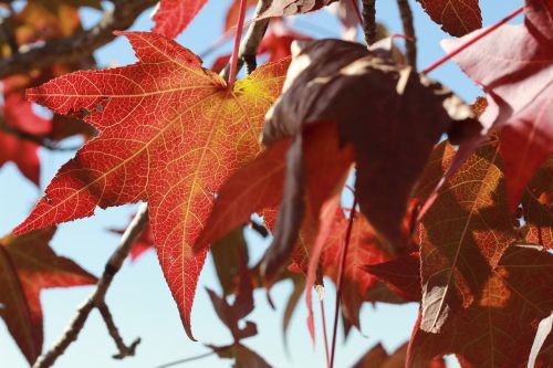 autumn leaves winter autumn