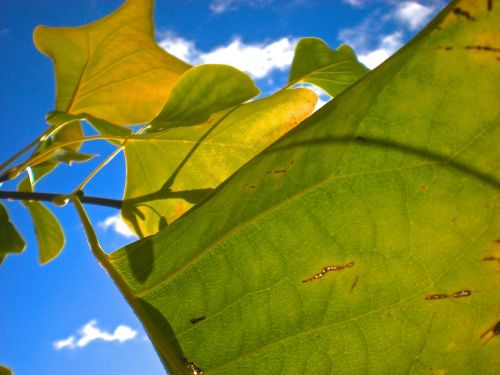 autumn leaves blue sky yellow