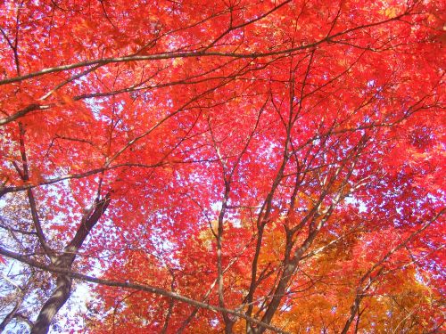 autumn leaves red maple leaf autumn