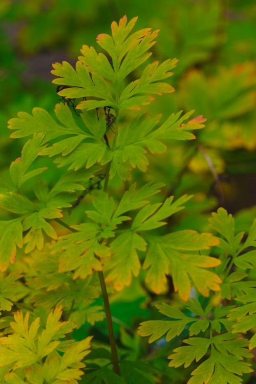 autumn leaves leaves nature