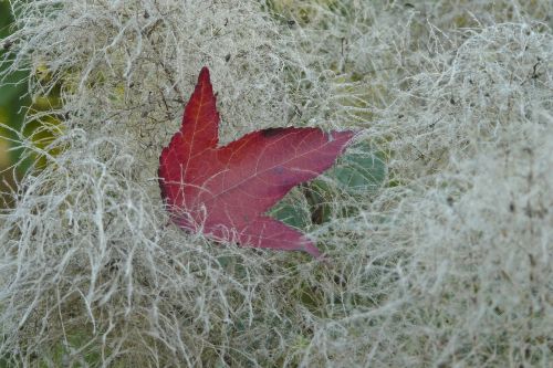 autumn leaves red white down