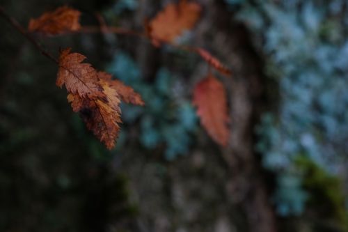 autumn leaves leaf tree