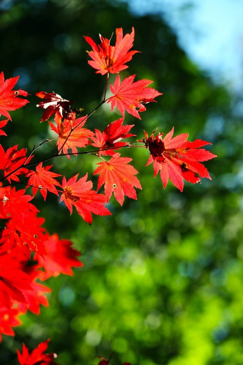 autumn leaves autumn leaves