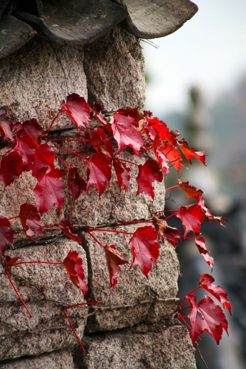 autumn leaves autumn leaves