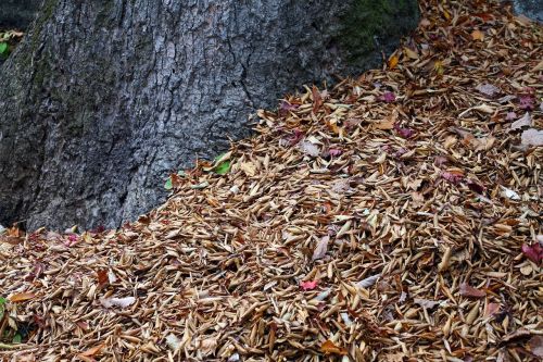 autumn leaves autumn leaves