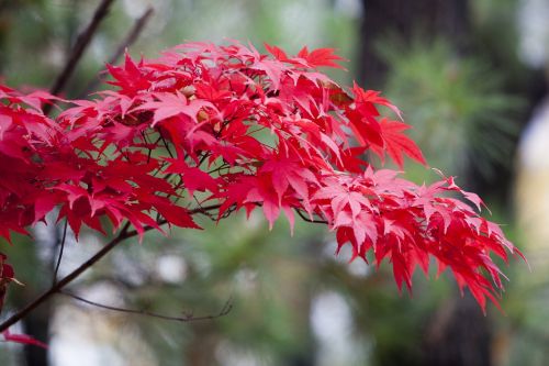 autumn leaves autumn red