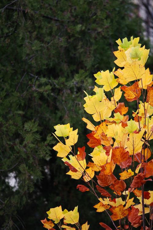 autumn leaves autumn red