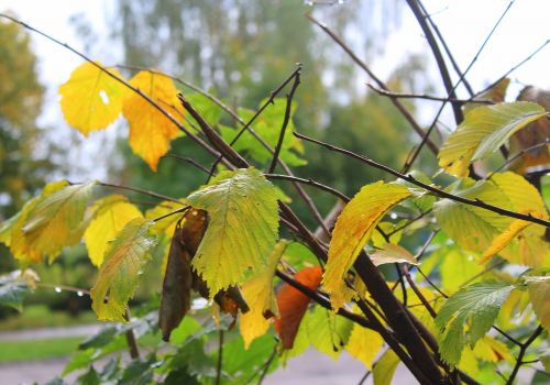 autumn leaves yellow autumn