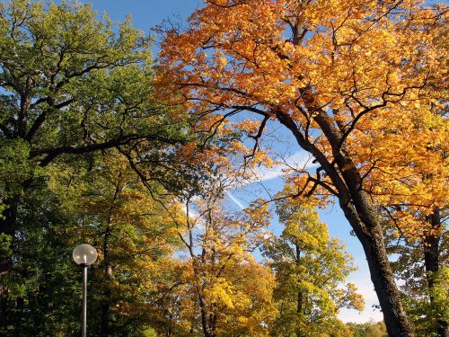 autumn leaves tree yellow leaves