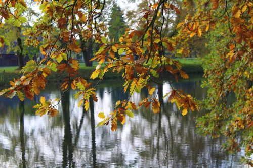 autumn leaves water colorful