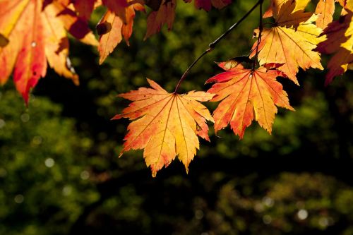 autumn leaves leaves autumn