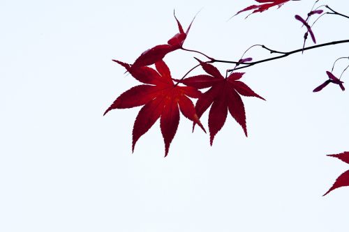 autumn leaves autumn red