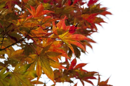 autumn leaves autumn red