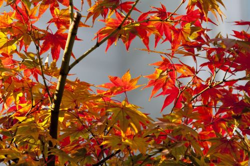 autumn leaves autumn red