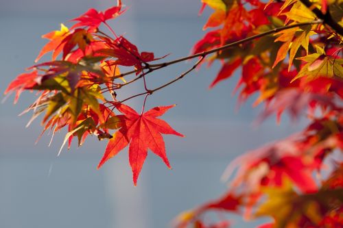 autumn leaves autumn red