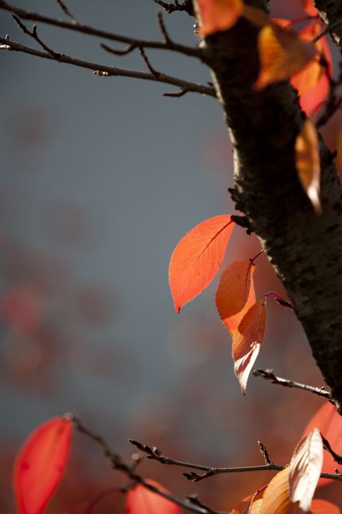 autumn leaves autumn leaves