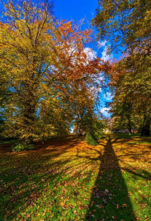 autumn leaves yorkshire shadow