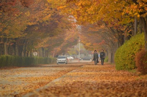 autumn leaves autumn leaves