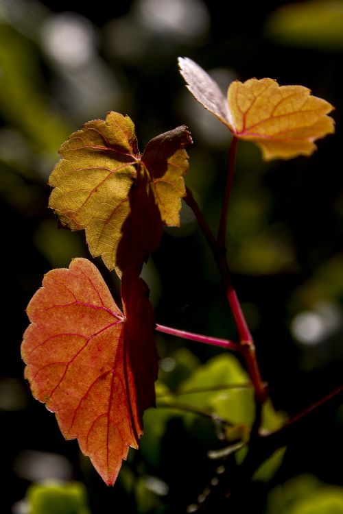 autumn leaves autumn leaves