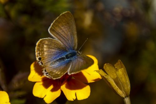 autumn leaves autumn butterfly